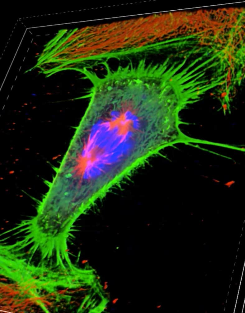 Hela cells_Nicolas Touret_University of Alberta