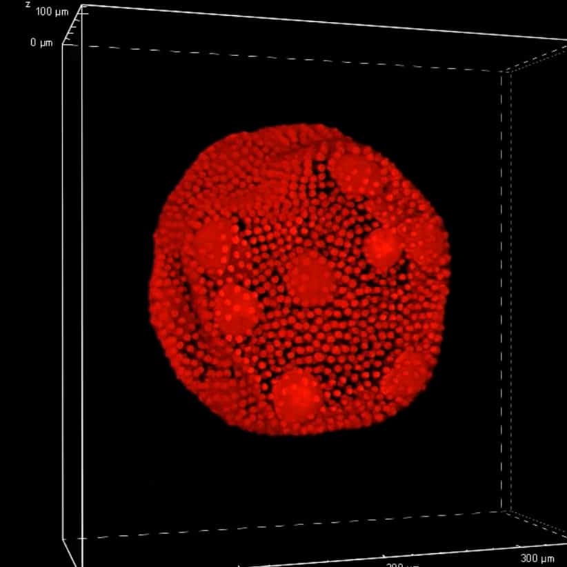 Volvox Imaged with RCM_Jeroen Kole