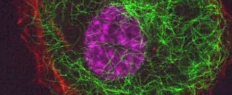 New Solutions for Mechanobiology Studies