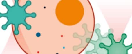 Combining Optical Manipulation & Confocal Microscopy