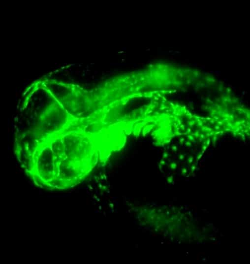 Confocal fast scanning speed zebrafish